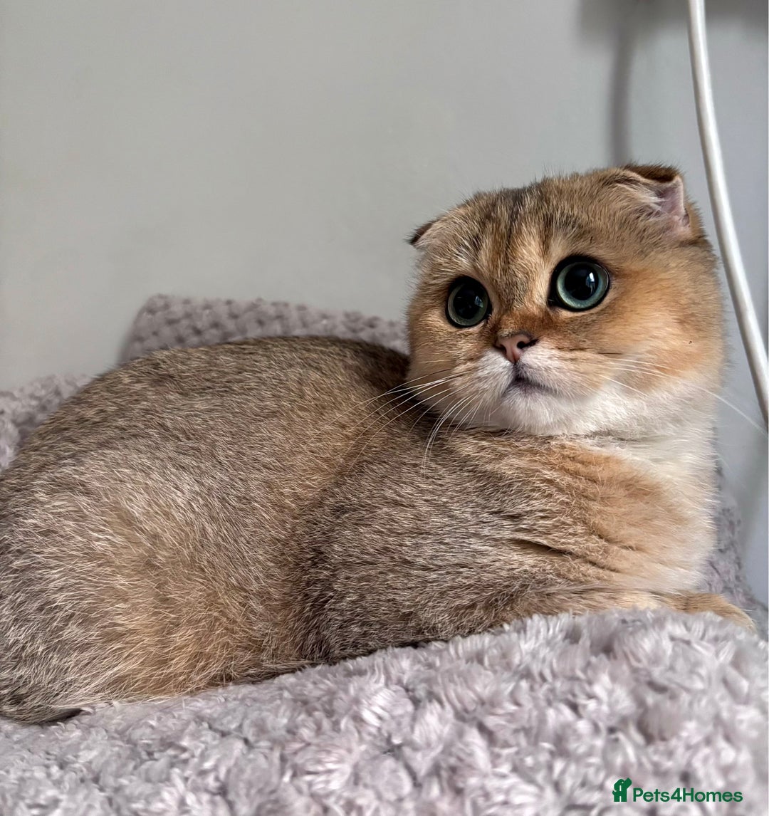 Scottish Fold cats for sale: Last stunning golden girl  - Image 2