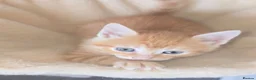 Mixed Breed cats for sale: Beautiful ginger boy kitten - Advert 3