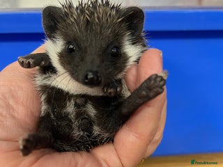 Pygmy Hedgehog rodents Stunning black assorted masked 8wk babies ready ! - Advert 2