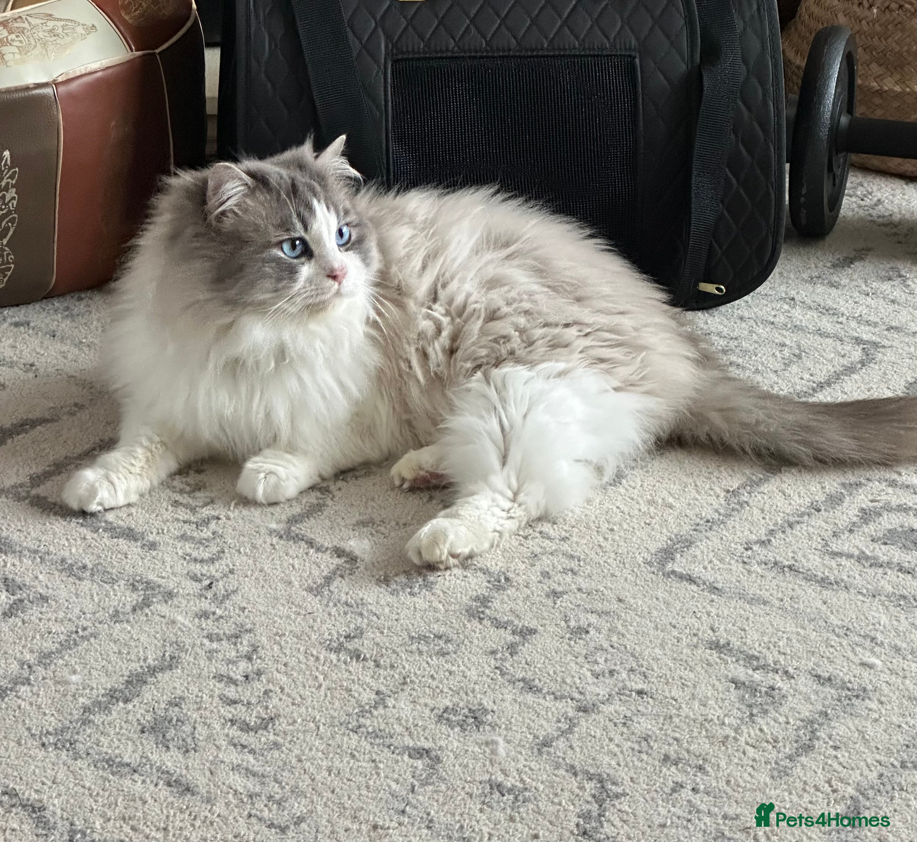 Ragdoll cats Bicolour Ragdoll Male for Stud in Mansfield - Advert 8