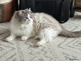 Ragdoll cats Bicolour Ragdoll Male for Stud in Mansfield - Advert 8