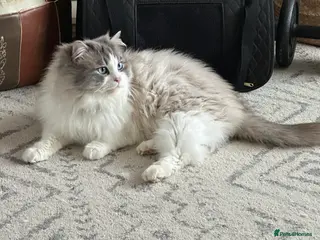 Ragdoll cats Bicolour Ragdoll Male for Stud in Mansfield - Advert 6