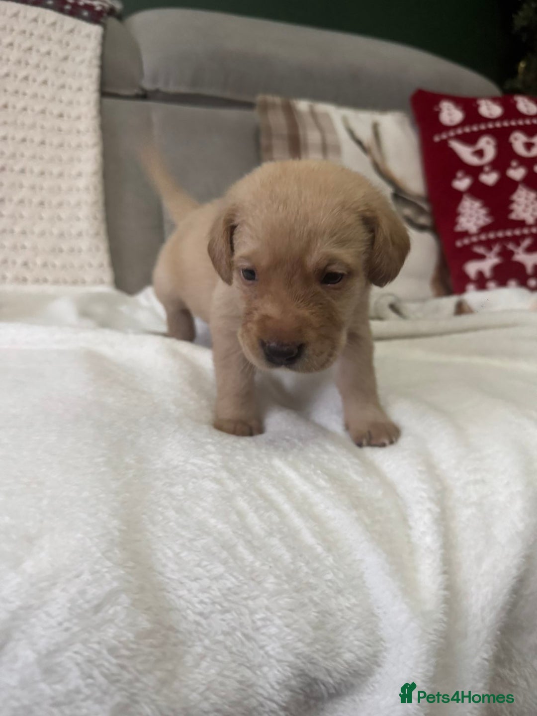 Labrador Retriever dogs for sale: Stunning litter of 9 golden labradors  - Advert 4