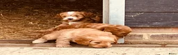 Sproodle dogs for sale: Beautiful Red & Apricot Sproodles - Advert 9