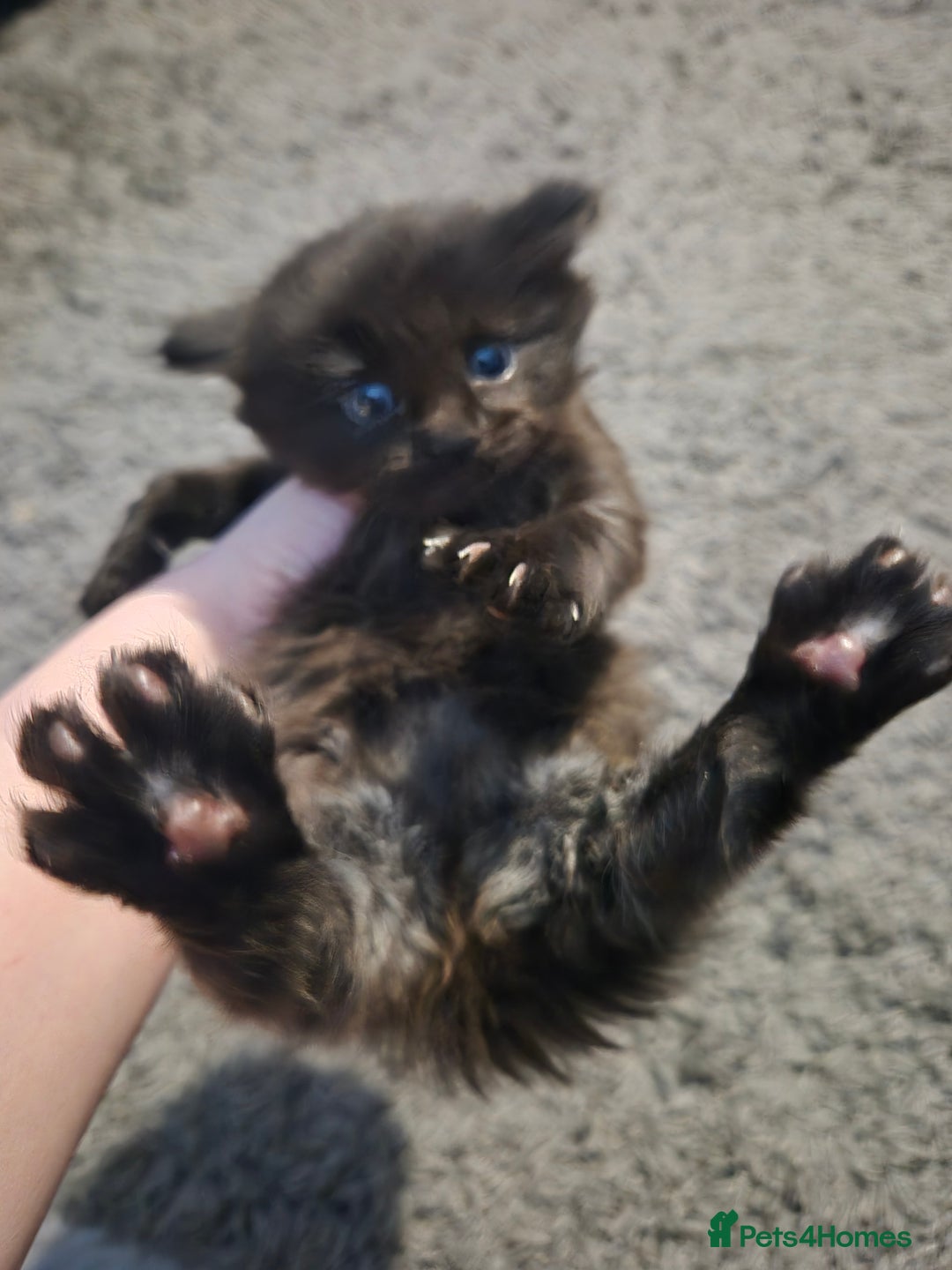 Maine Coon cats for sale: Maine Coon cross - Advert 3