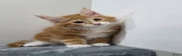 Maine Coon cats for sale:  Russian pedigree maine coon boys - Advert 2