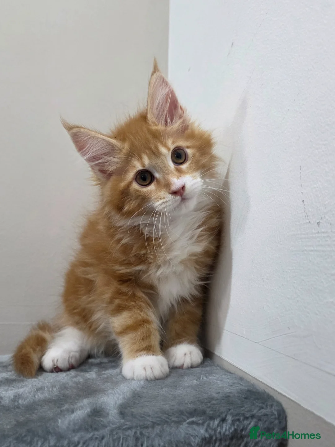 Maine Coon cats for sale:  Russian pedigree maine coon boys - Advert 2