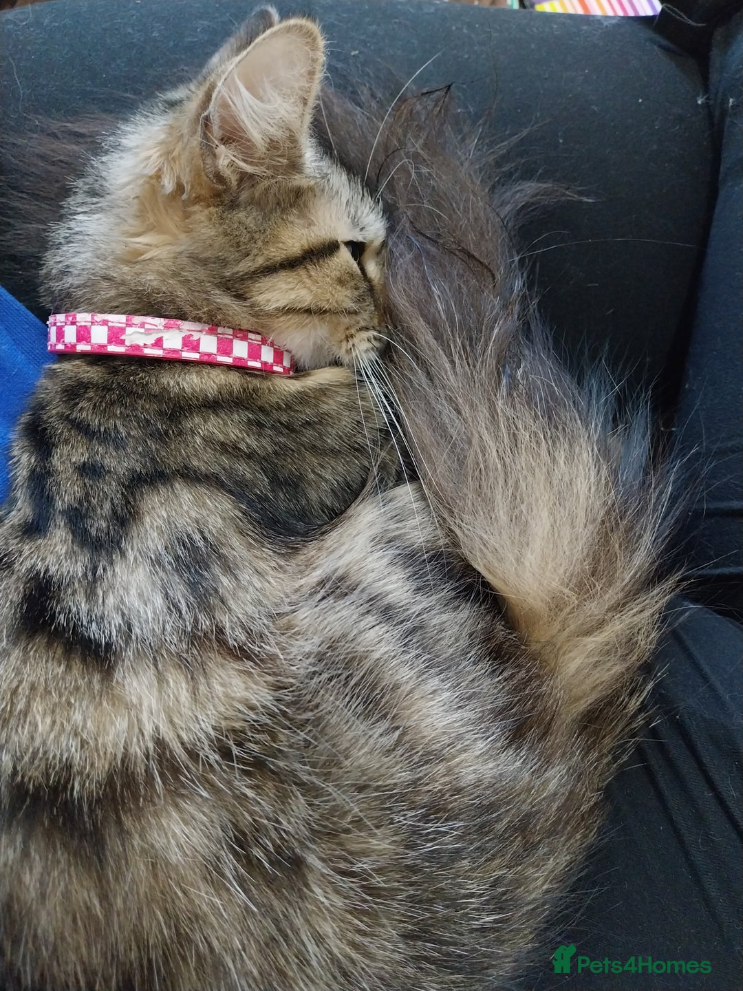 Persian cats for sale: Tabby persain long hair cat - Image 3