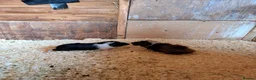 Guinea Pig rodents for sale: Gorgeous mix of guinea pig babies - Advert 5