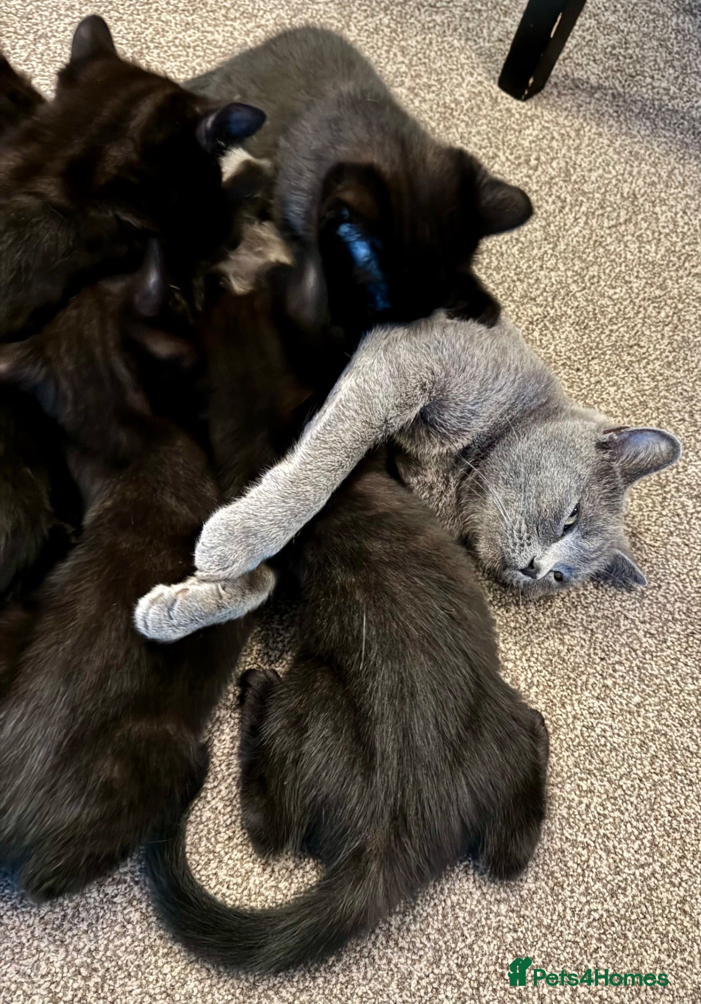 British Shorthair cats Beautiful British Shorthair cross kittens - Advert 3