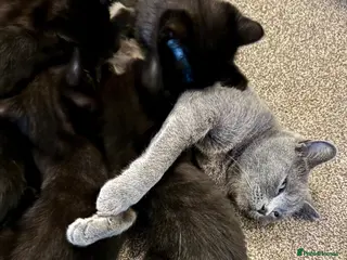 British Shorthair cats Beautiful British Shorthair cross kittens - Advert 3
