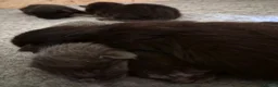 Maine Coon cats for sale: Maine Coon bundles of joy - Advert 15