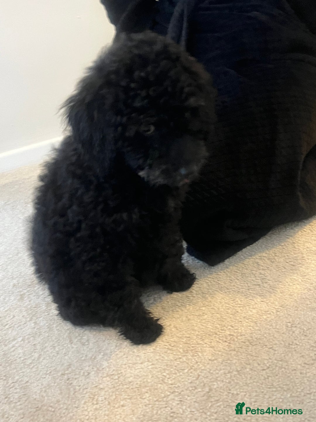 Cockapoo dogs for sale: Bonnie - Image 2