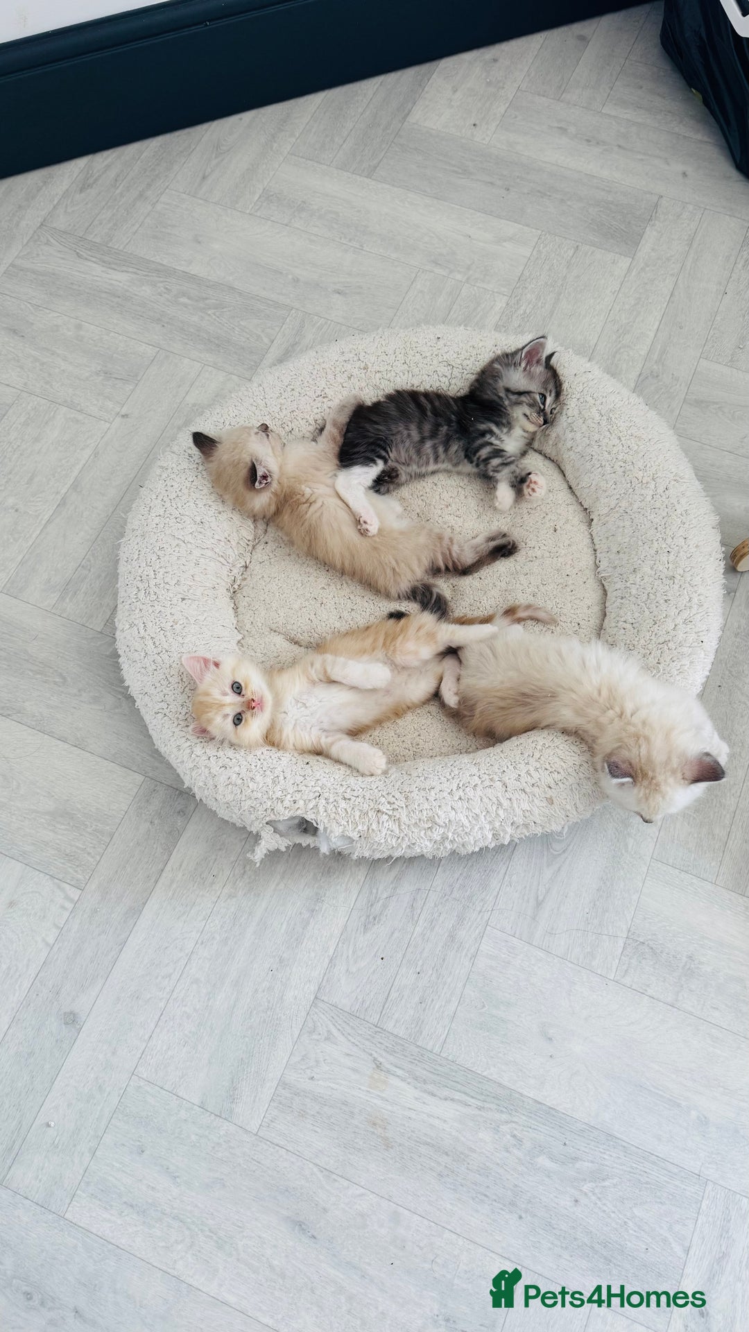 Ragdoll cats for sale: LAST ONE! Pedigree Ragdoll Kittens - REDUCED  - Image 3