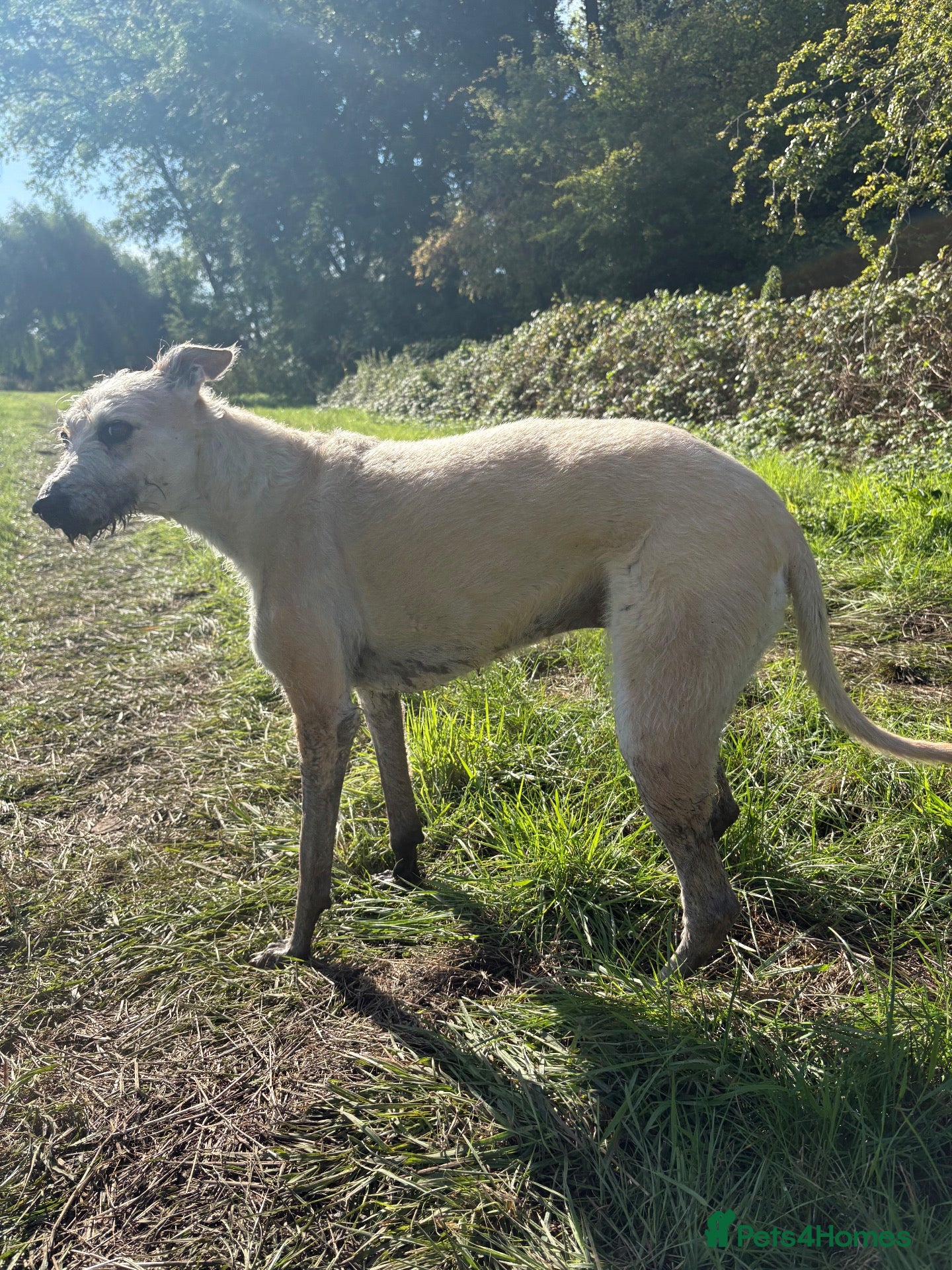 Mixed Breed dogs for sale: Rotty Lurcher  - Advert 2