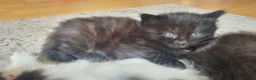 Mixed Breed cats for sale: Lovely fluffy kittens for sale - Advert 13