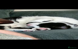 Domestic Shorthair cats for sale: Oscar is looking for a new home - Image 5
