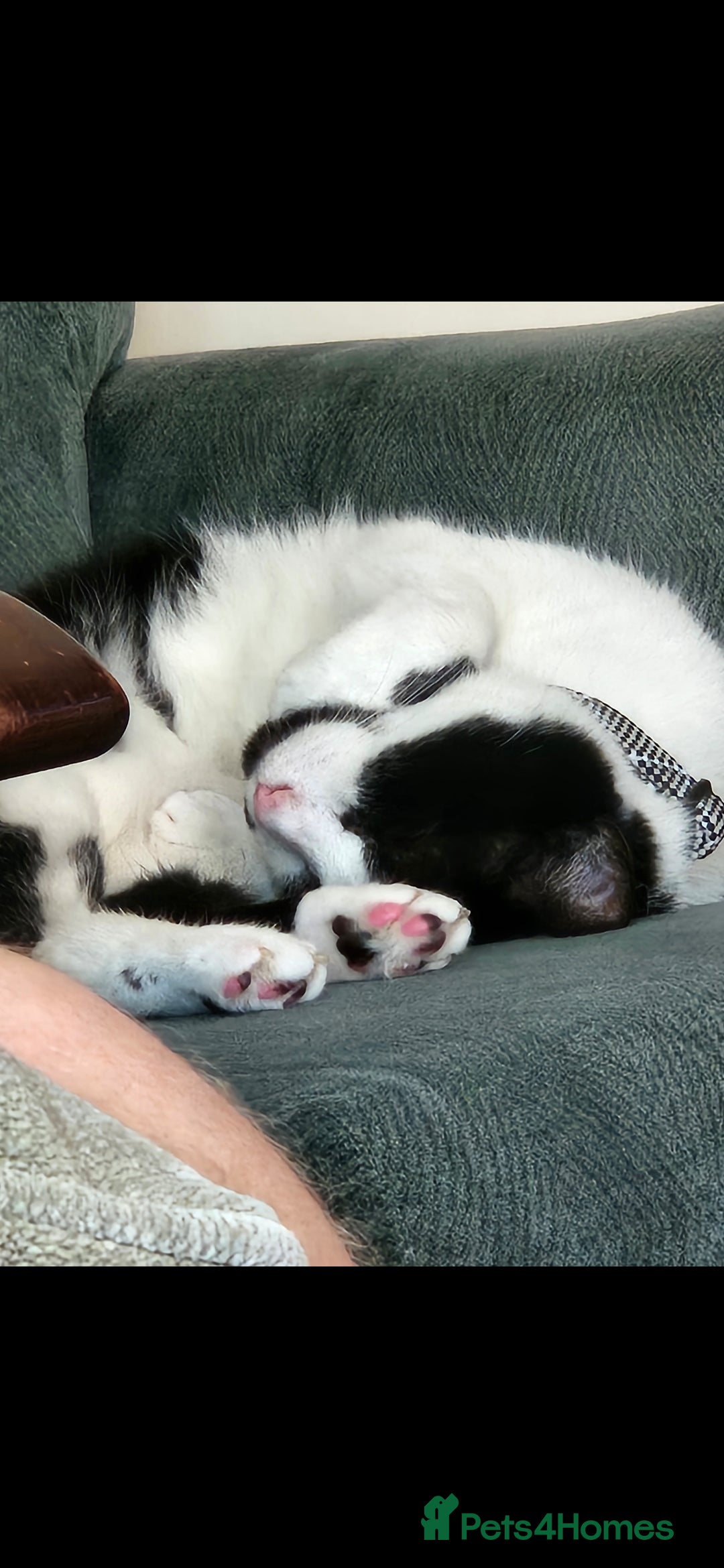 Domestic Shorthair cats for sale: Oscar is looking for a new home - Image 5