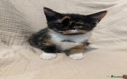 Mixed Breed cats for sale: 3 little girls - Image 6