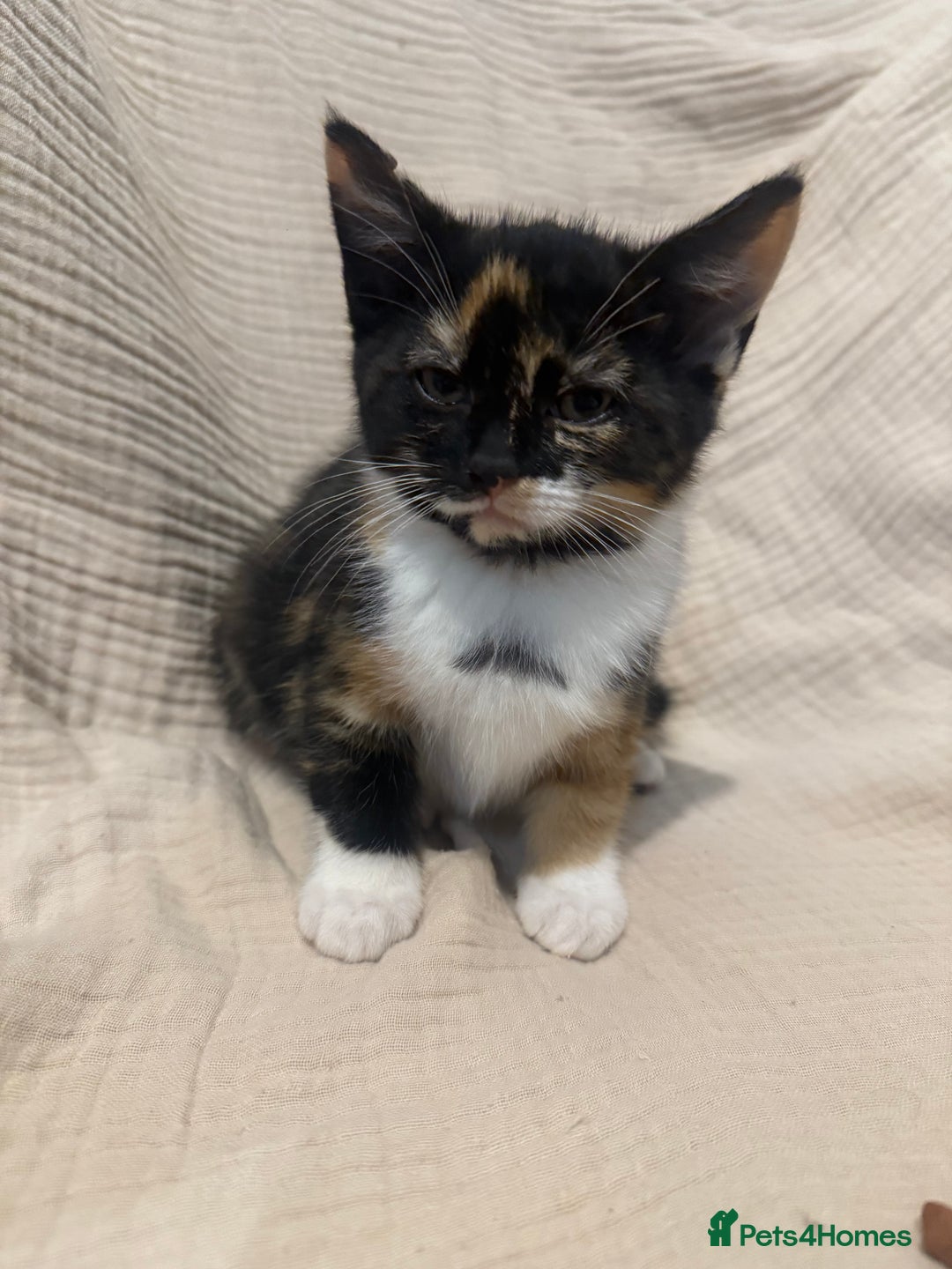 Mixed Breed cats for sale: 3 little girls - Image 6