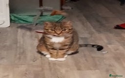 Mixed Breed cats for sale: Tabby kittens  - Image 8