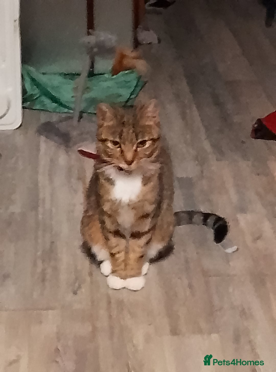Mixed Breed cats for sale: Tabby kittens  - Image 8
