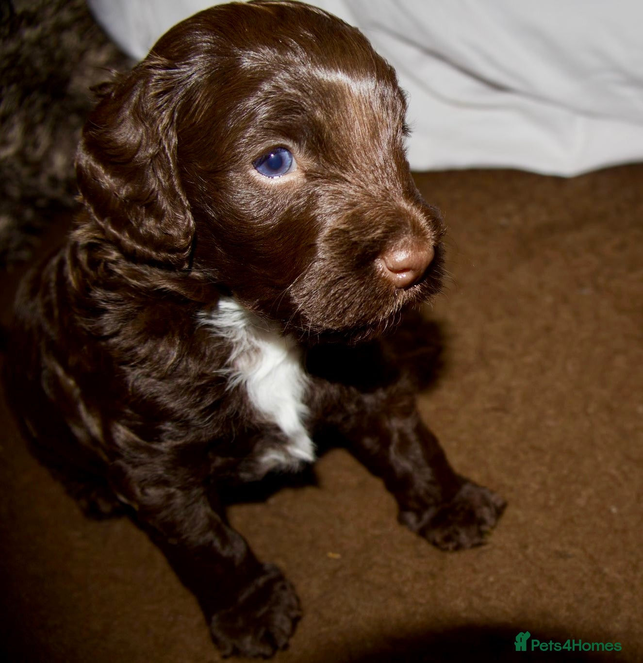Cockapoo dogs F2B Cockapoo puppies Health-tested Pedigree lines  - Advert 5