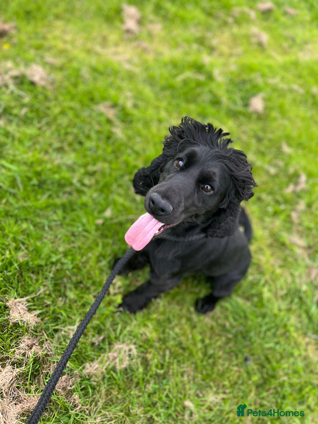 Cocker Spaniel dogs for stud: Black cocker spaniel  - Image 3