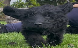 Cockapoo dogs for sale: F1 unique cockerpoo pups  - Image 2