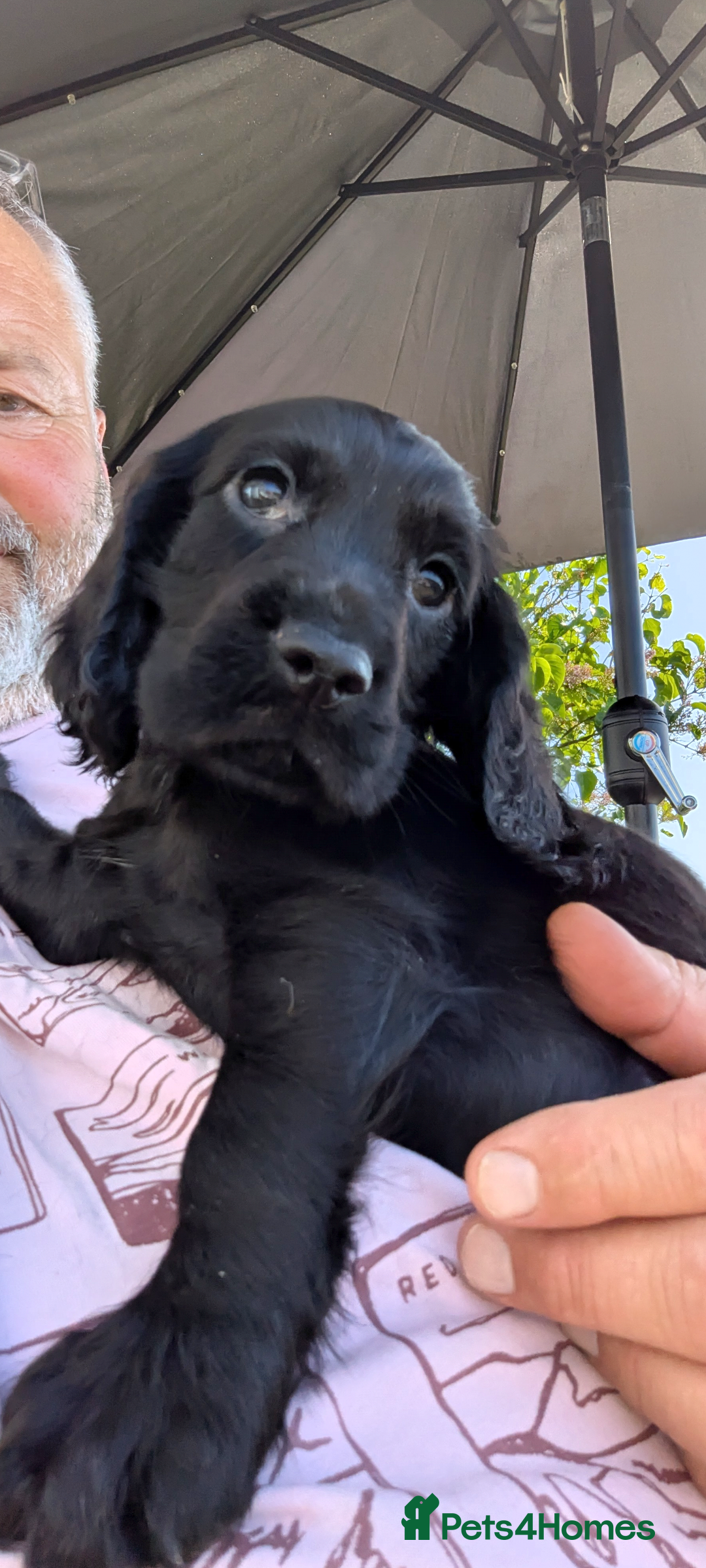 Cocker Spaniel dogs ***READY NOW***Stunning Cocker Spaniel Puppies  - Advert 2