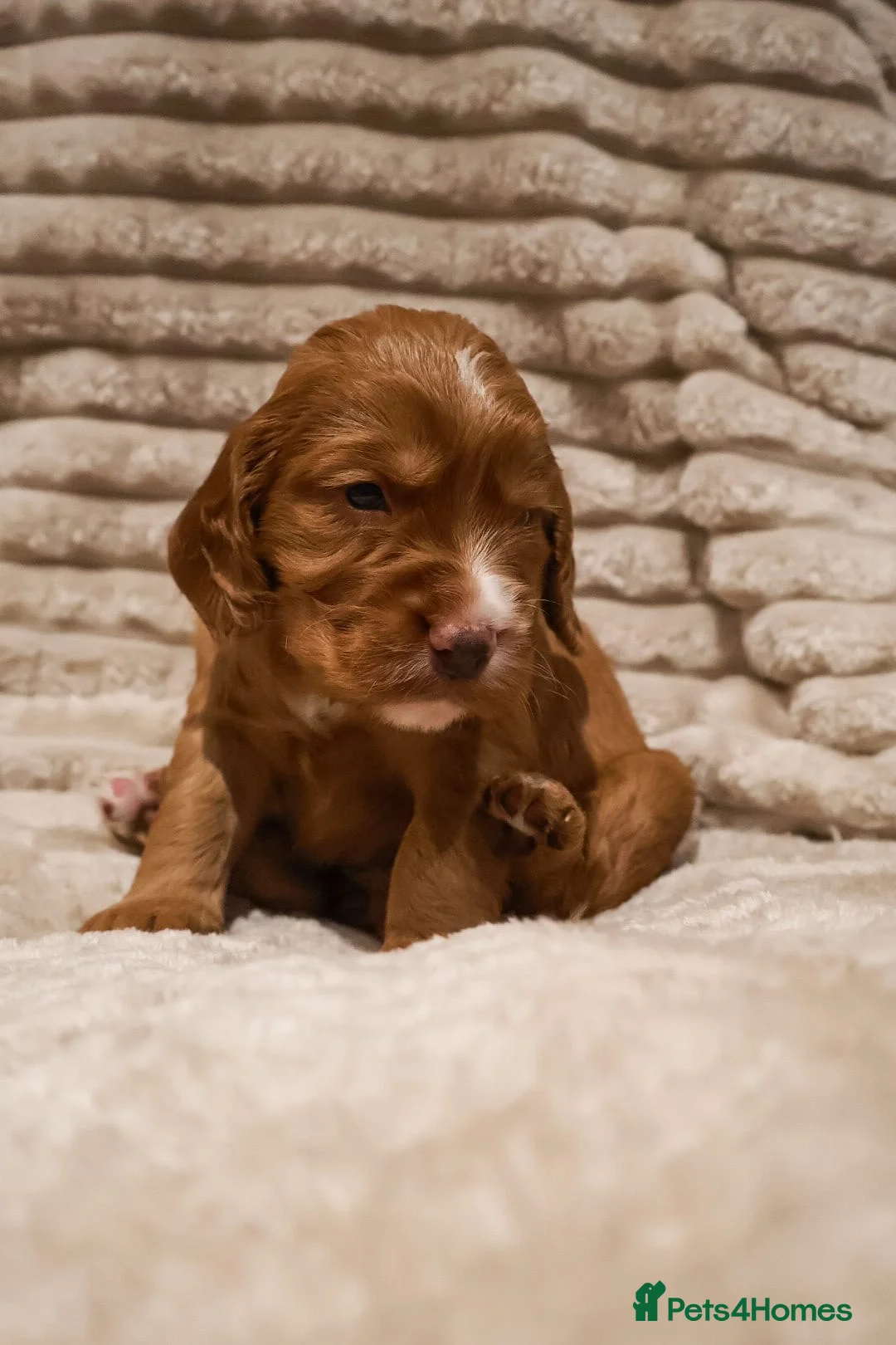 Cocker Spaniel dogs for sale: Cocker Spaniel Puppies - Advert 10