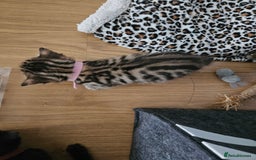 Bengal cats for sale: Bengal beauties - Image 7