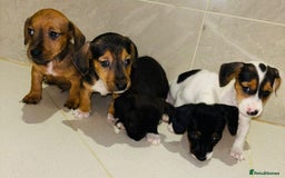 Dachshund dogs for sale: Dachshund Puppies - Image 10
