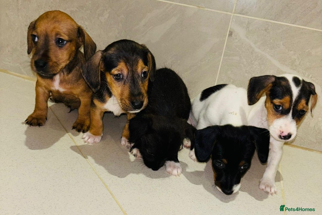 Dachshund dogs for sale: Dachshund Puppies - Image 10
