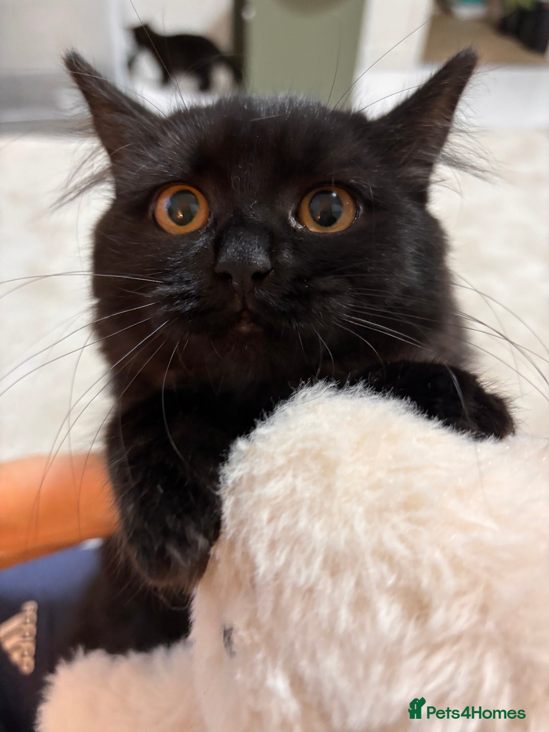 British Shorthair cats for sale: Full British short hair kittens - Advert 4