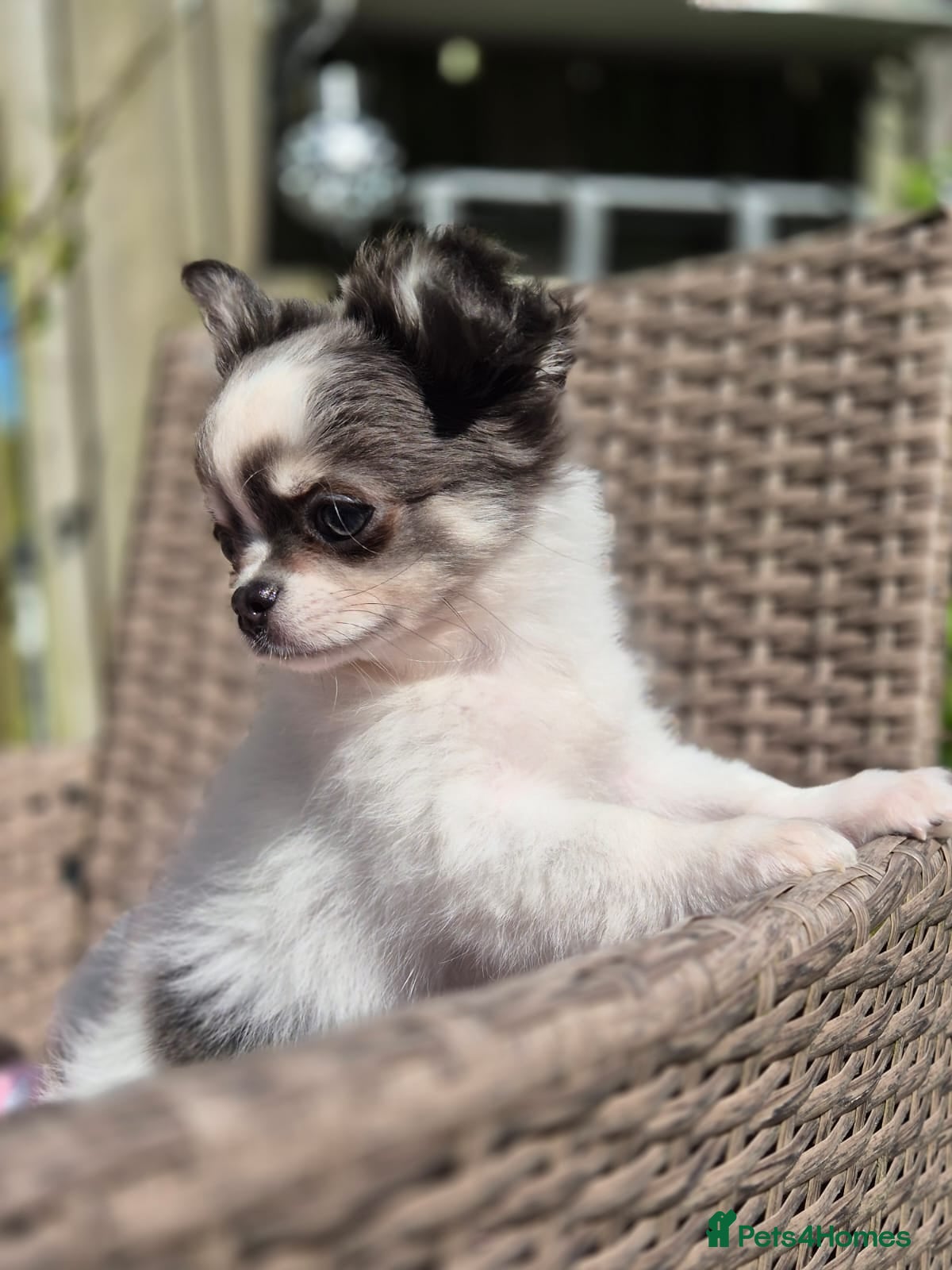 Chihuahua dogs Amazing Longcoat Chihuahua Puppies. READY NOW - Advert 2