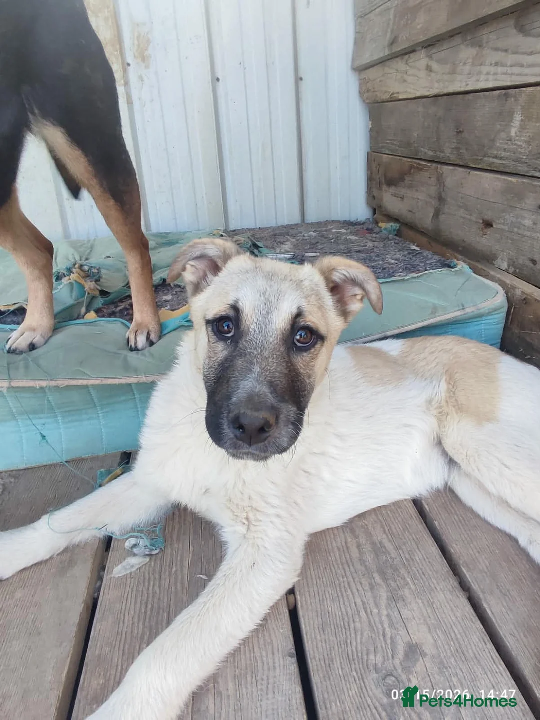 Mixed Breed dogs for adoption: Spikey 4.5 month Macedonian rescue  - Advert 2