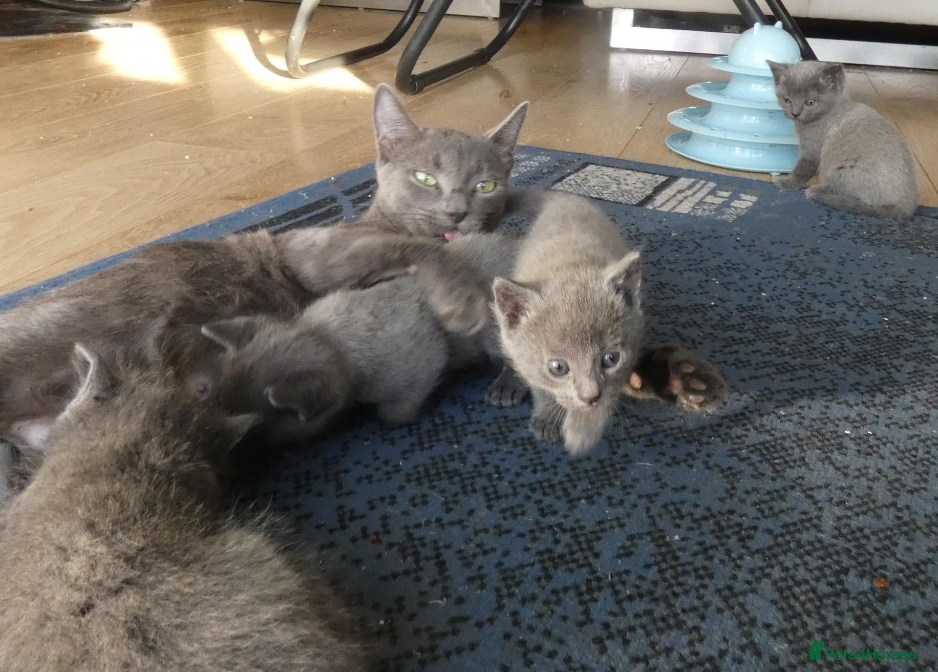 Russian Blue cats Pure Russian Blue kittens - Advert 8