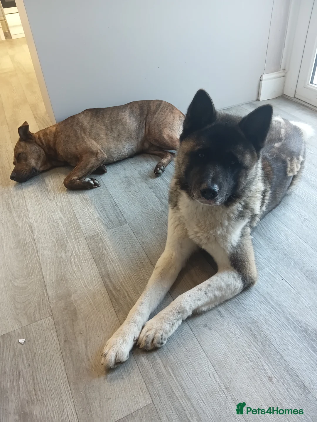 Akita dogs for sale: Neo ♡ - Advert 1