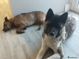 Akita dogs Neo ♡ - Advert 10