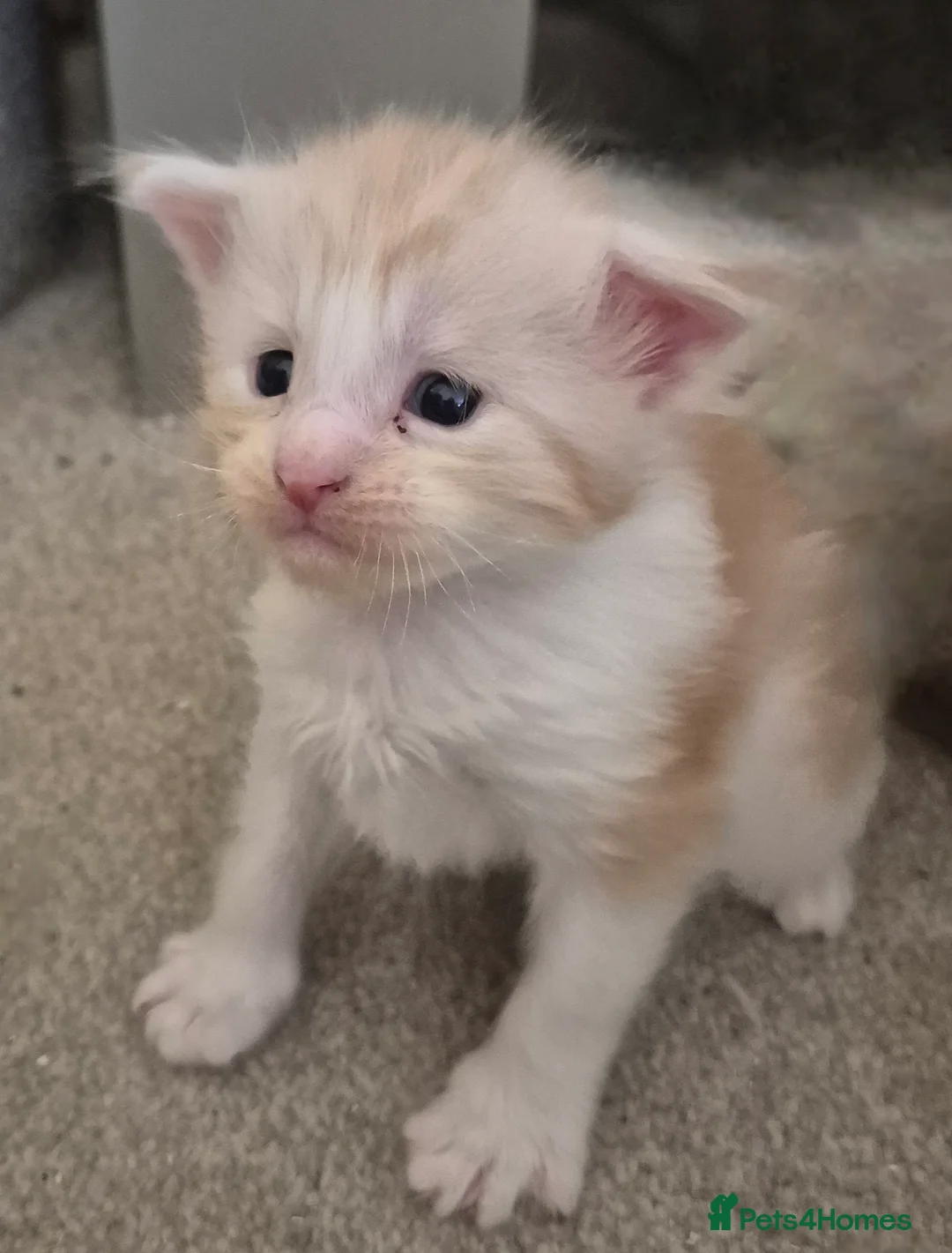 Maine Coon cats for sale: Maine Coon Floof - Advert 7