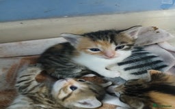 Mixed Breed cats for sale: 6 beautiful kittens - Image 15