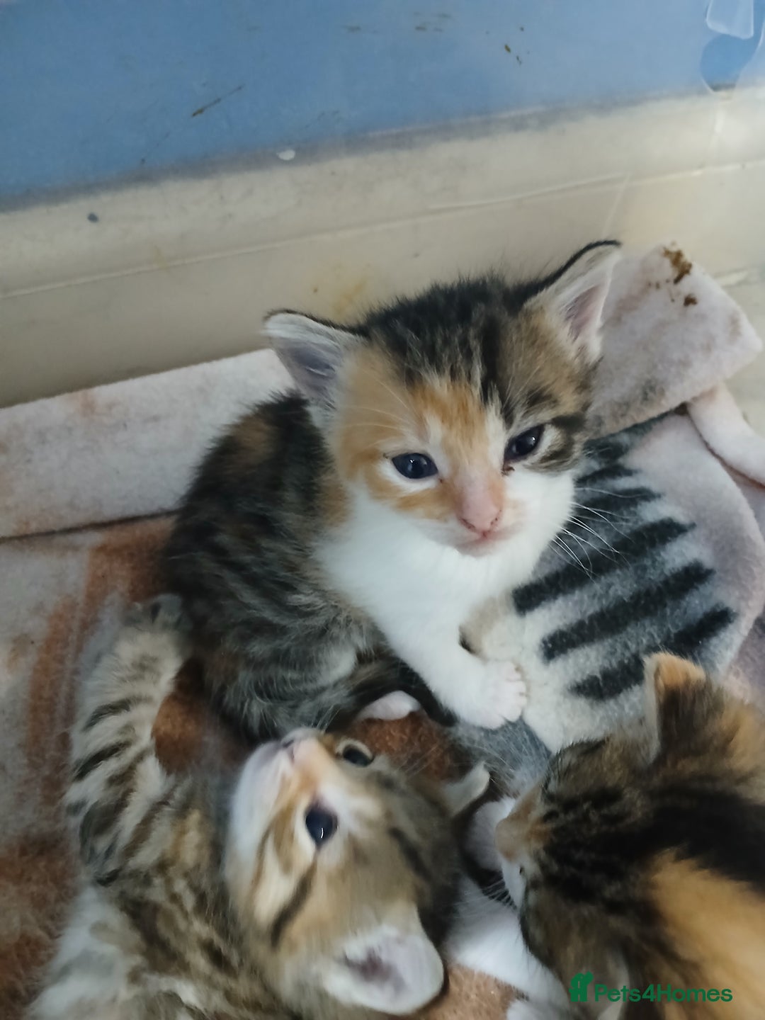 Mixed Breed cats for sale: 6 beautiful kittens - Image 15