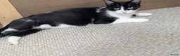 Mixed Breed cats for sale: kittens  in Beaworthy - Advert 8
