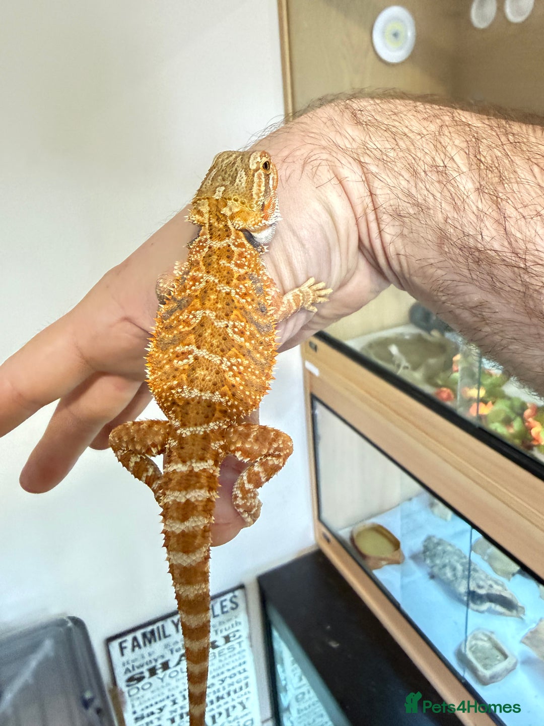 Bearded Dragon reptiles for sale: Last 3 baby dragons AVAILABLE NOW  - Image 10