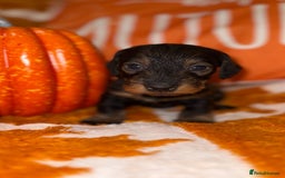 Dachshund dogs for sale: 🩷💙Stunning KC Wire haired Dachshunds🩷💙 - Image 29