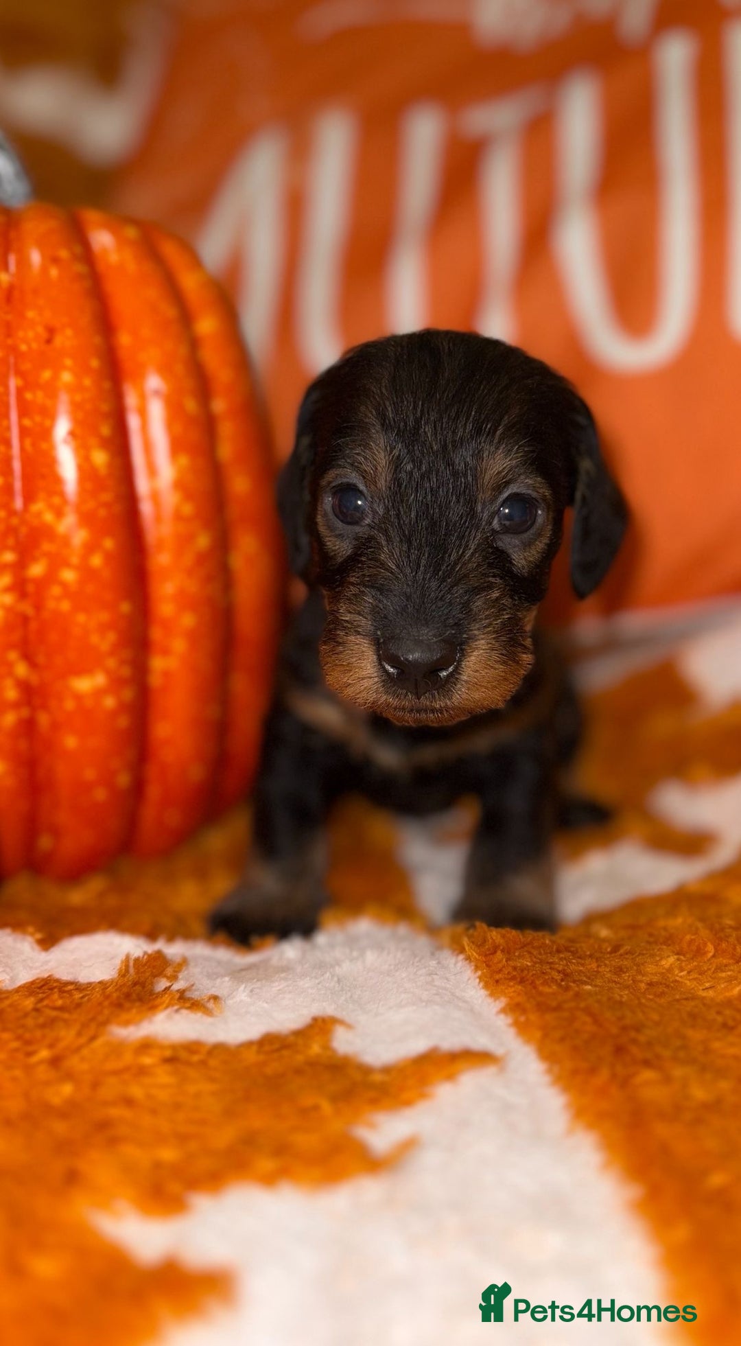 Dachshund dogs for sale: 🩷💙Stunning KC Wire haired Dachshunds🩷💙 - Image 29