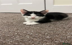 Mixed Breed cats for sale: 3 kittens for sale  - Image 5