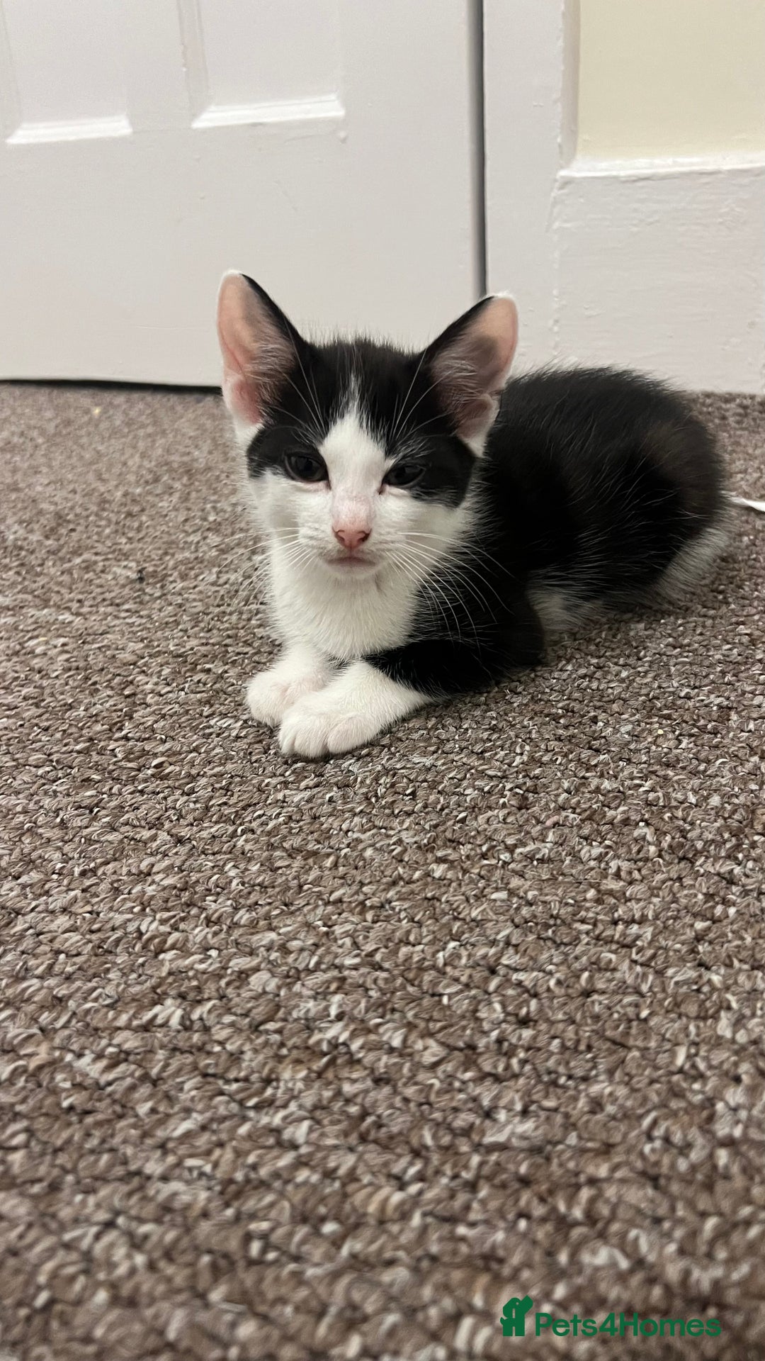 Mixed Breed cats for sale: 3 kittens for sale  - Image 5