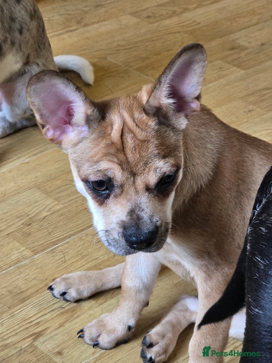 Mixed Breed dogs for sale: Frenchie x Labrador Puppies 17 weeks ready to go - Image 18